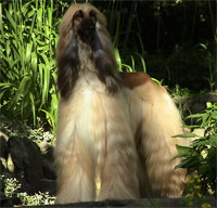 a well breed Afghan Hound dog